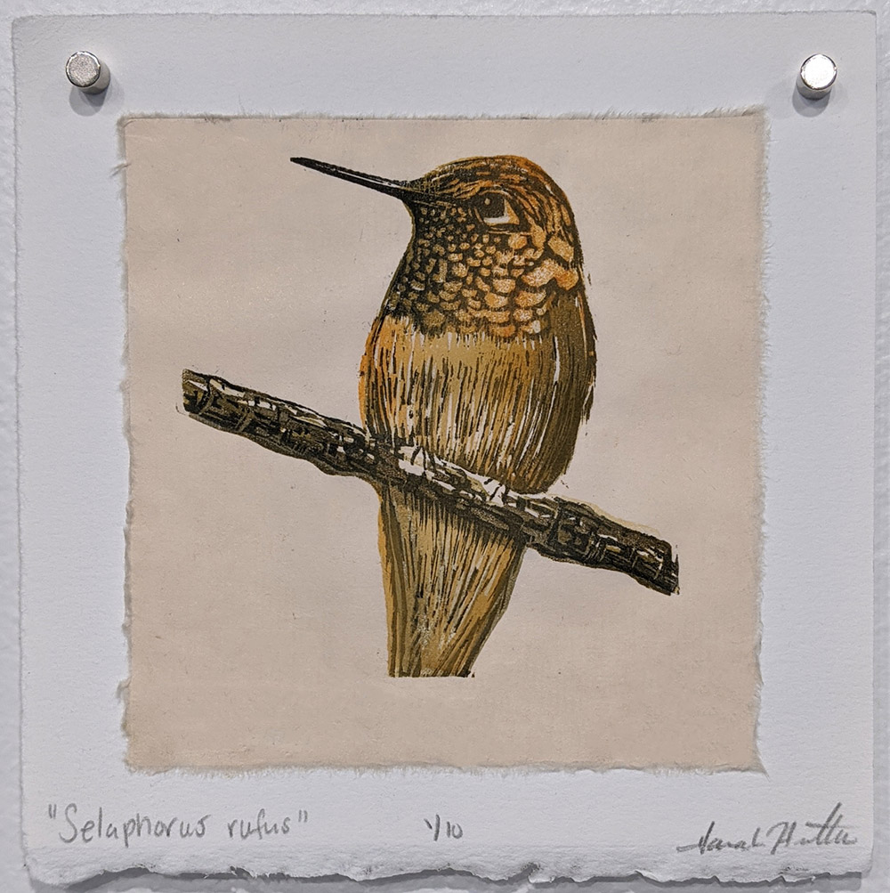Selaphorus rufus